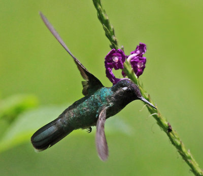 Violet-headed Hummingbird  