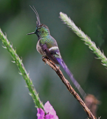 Wire- crested Thorntail 