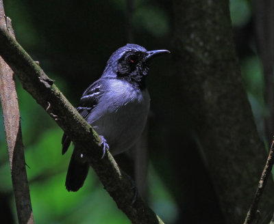 Black-Faced Antbird 