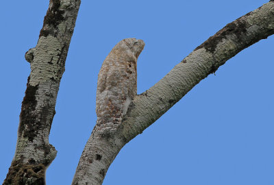 Great Potoo