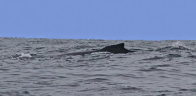 Humpback Whale Knlval