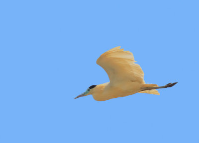 Capped Heron 