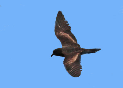 Black-Storm Petrel