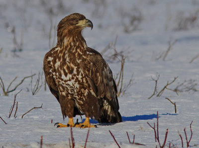 White-tailed Eagle