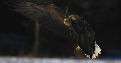 White-tailed Eagle