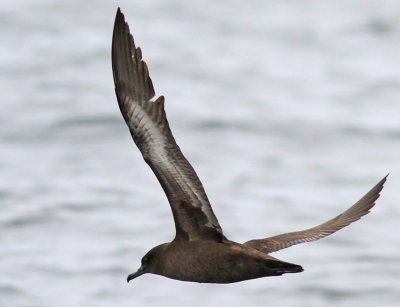 SootyShearwater 