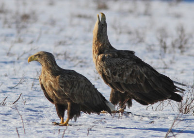 White-tailed Eagle 