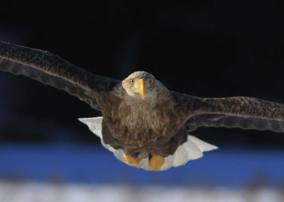 White-tailed Eagle