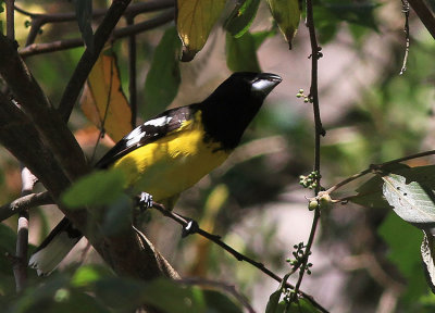 Black-backed Grosbeak 