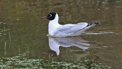 Andean Gull 
