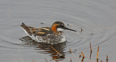 Red-necked Phalarope 