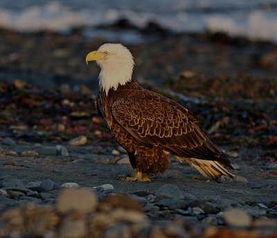 Bald Eagel