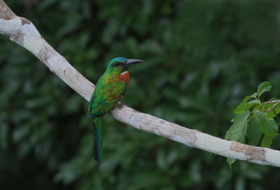 Great Jacamar 