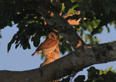 Amazonian Pygmy- Owl