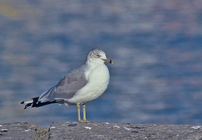 Ring-billed Gull  