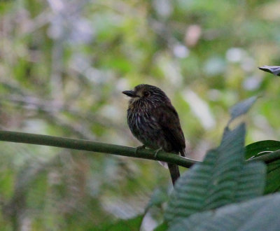 Black-streaked Puffbird 