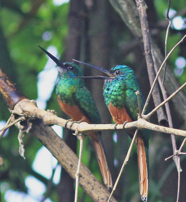 Bluish-Fronted Jacamar 