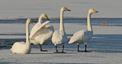 Whooper Swan