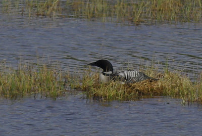 Great Northern Loon 