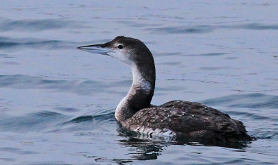 Common Loon    Great Norhern Loon