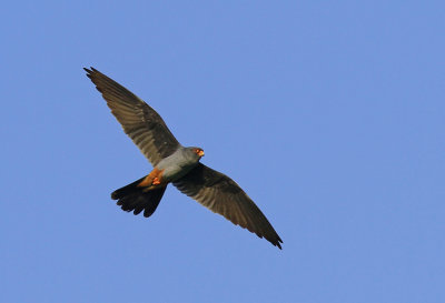 Aftonfalk Red-Footed Falcon
