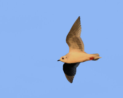 Ross's Gull Iceland