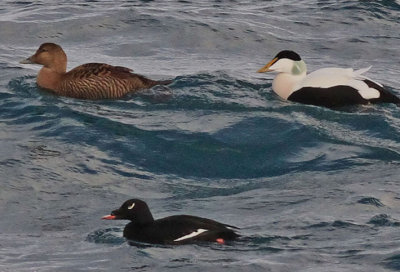 White-Winged Scoter Iceland 2014