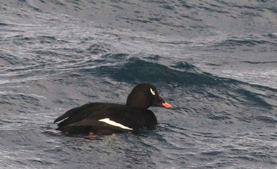 Knlsvrta White-Winged Scoter