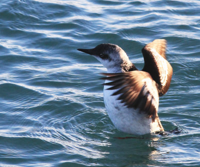 Black Guillemot 