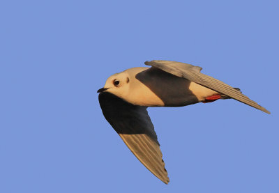 Ross's Gull