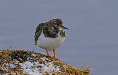 Ruddy Turnstone