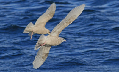 Glaucous Gull  Iceland Gull 