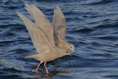 Iceland Gull