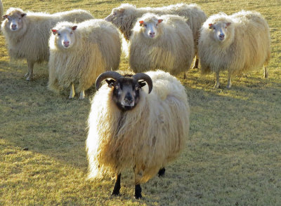 Iceland sheep