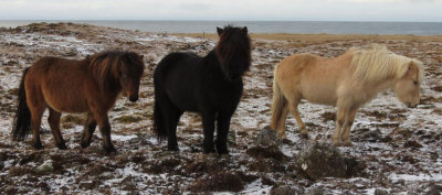 Horse off Iceland