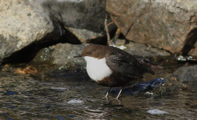 Dipper Uppland