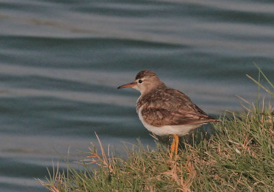 Spotted Sandpiper 