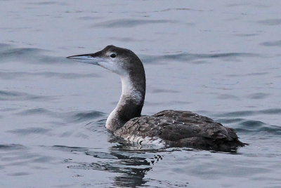 Great Northern Loon 