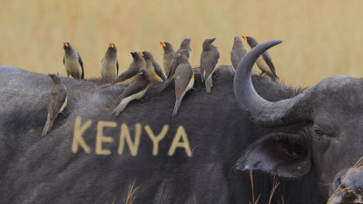   Kenya 