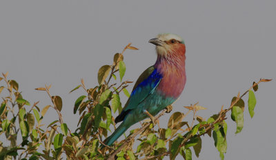 0028 Lilac-breasted Roller 8511.jpg