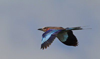  Lilac-breasted Roller 