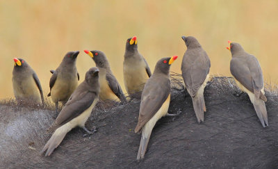  Yellow-billed Oxpecker 