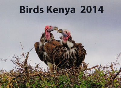 Lappet-faced  Vulture