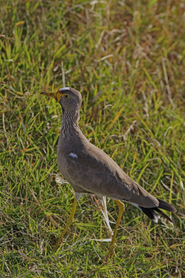   African Wattled Lapwing 
