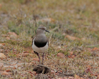   Black-winged Lapwing 