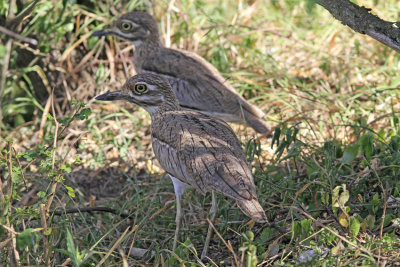  Water Thick-knee 
