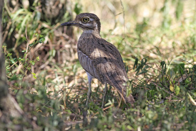  Water Thick-knee 