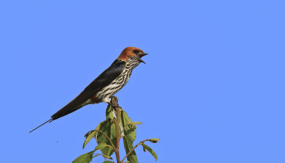 Lesser Striped 004Swallow