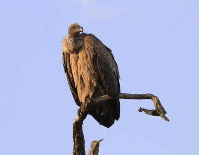 African White-backed Vulture 