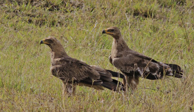 Tawny Eagle 